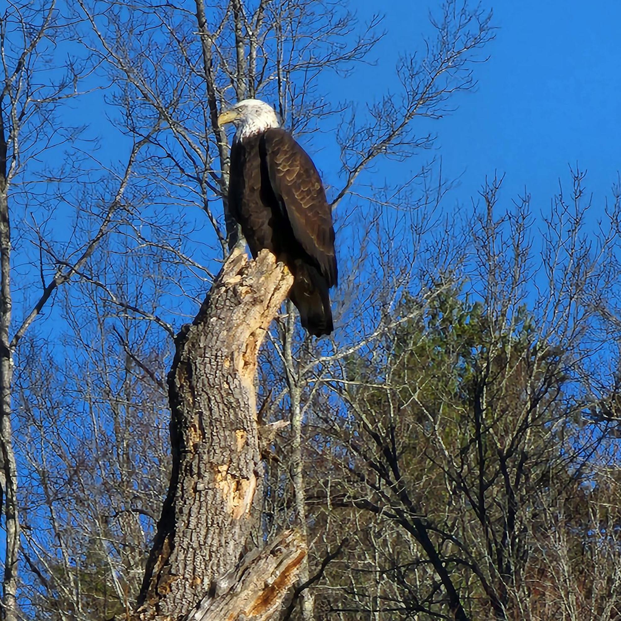Villa Bear Necessities, Luxury 5Bd Mtn Views, Hot Tub, Many Bear Sightings Gatlinburg Exterior foto